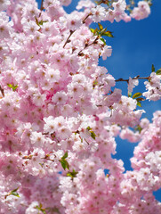 Blooming Prunus serrulata against a blue sky, selective focus