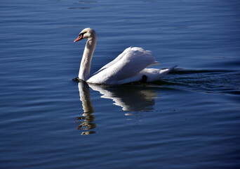 Schwan spiegelt sich im Rhein