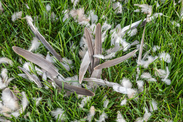 Focus on larger feathers in the remnants of a bird attack on the lawn.
