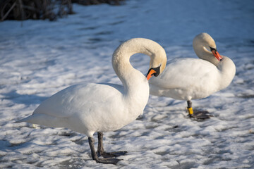 Fototapeta premium Mute swans on a frozen lake. Birds in winter, snow and ice