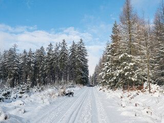 Snowy road in winter forest with snow covered spruce trees Brdy Mountains, Hills in central Czech Republic, sunny day