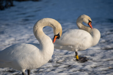 Fototapeta premium Mute swans on a frozen lake. Birds in winter, snow and ice
