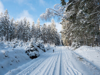 Snowy road in winter forest with snow covered spruce trees Brdy Mountains, Hills in central Czech Republic, sunny day