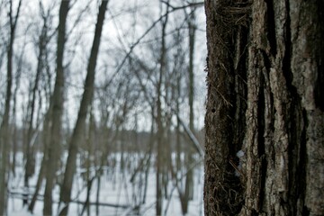 Obraz premium close up of a tree in the winter woods