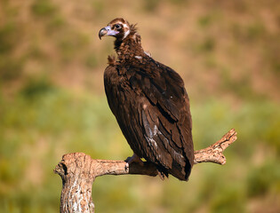 a huge black vulture in spain