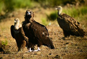 a huge black vulture in spain