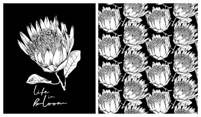 Collection of print and seamless texture. Protea (Sugarbushes) flowers and leaves. Textile composition, hand drawn style print. Vector black and white illustration.