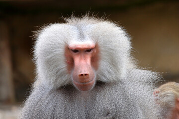 Babouin hamadryas Papia hamadryas en gros plan