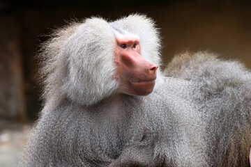 Babouin hamadryas Papia hamadryas en gros plan