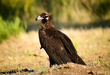 a huge black vulture in spain