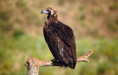 a huge black vulture in spain