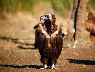 a huge black vulture in spain