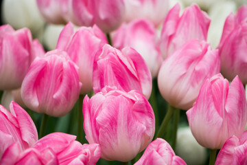 Fototapeta premium Bright spring fresh tulips close-up. Background from colorful flowers.