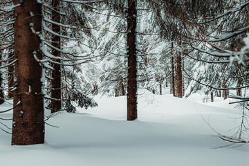 Zimowy las, choinki pokryte śniegiem.