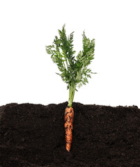 carrot with bush growing in soil isolated on white