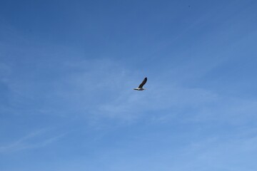 bird in the sky alone