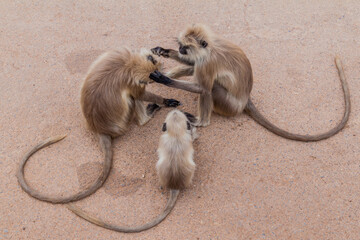 Langur monkeys at Chittor Fort in Chittorgarh, Rajasthan state, India