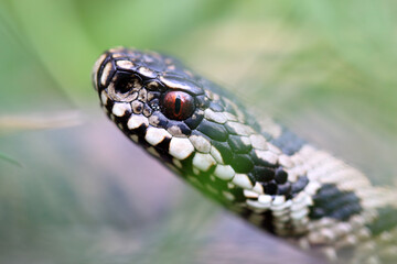 Vipère péliade Vipera berus en gros plan mode portrait