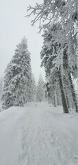 snow covered trees