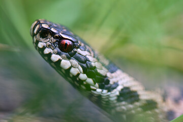 Vipère péliade Vipera berus en gros plan mode portrait