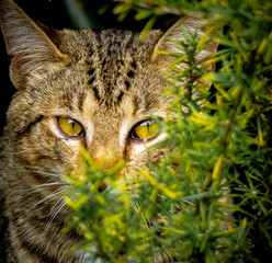 GATO EN JARDIN 2