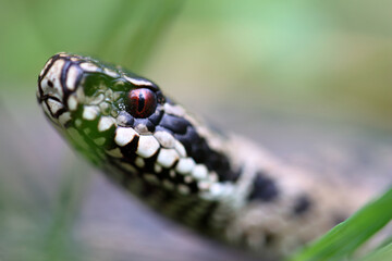 Vipère péliade Vipera berus en gros plan mode portrait