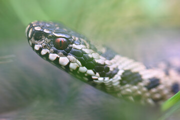 Vipère péliade Vipera berus en gros plan mode portrait