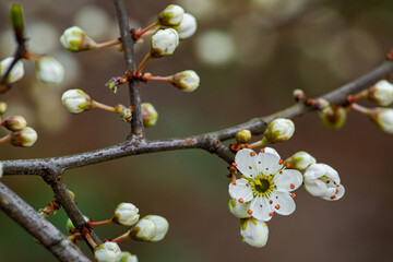 The blooming trees