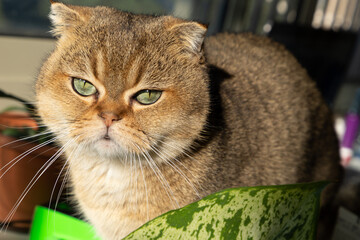 Beautiful golden Scottish fold cat with green eyes.