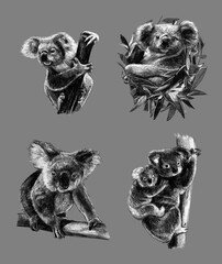 Black and white monochromatic freehand sketch of the cute koala bear © Olhapankiv
