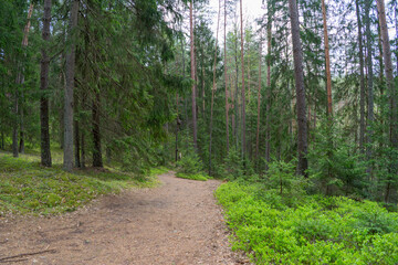 Fototapeta na wymiar Forests of Belarus, National Park Narochansky Krai