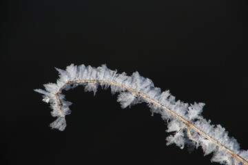Small twig covered with big hoarfrost ice crystals isolated on black background