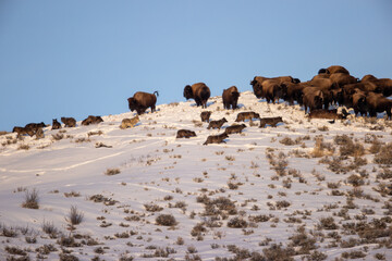 Gray Wolf taken in Yellowstone National Park
