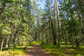 Obraz premium Forests of Belarus, National Park Narochansky Krai