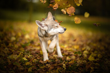 wolf dog puppy saarloos autumn leafs