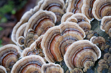 Turkey Tail Polypore (Trametes Versicolor)