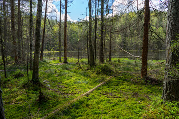 Obraz premium Forests of Belarus, National Park Narochansky Krai