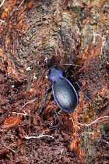 Carabe au sortir de la diapause hivernale