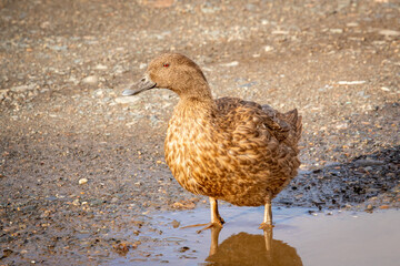 Brown Farm yard duck