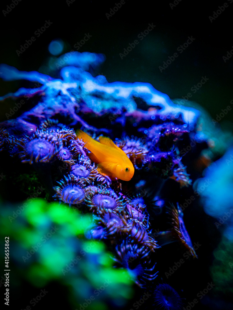 Wall mural Gobiodon Okinawae on a zoanthus coral in a reef aquarium with blurred background - Wall murals
