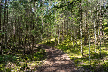 Forests of Belarus, National Park Narochansky Krai