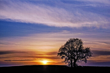 Silhouette of a tree at colourful sunset