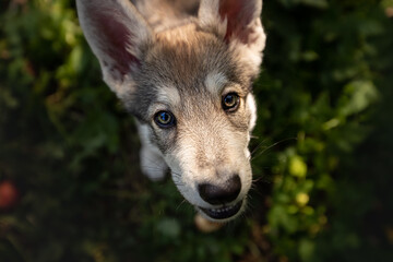 wolf dog saarloos summer