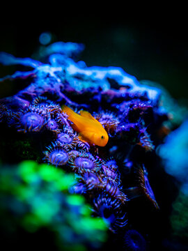 Gobiodon Okinawae on a zoanthus coral in a reef aquarium with blurred background