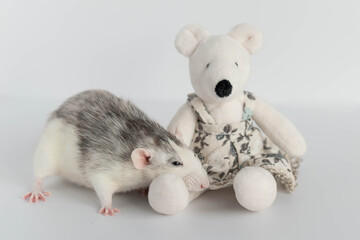 A cute decorative black and white rat sits next to a plush rat doll. Concept: year of the rat according to the Eastern calendar. Rat toy.