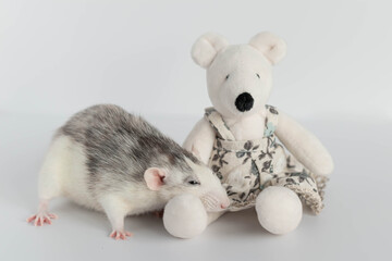 A cute decorative black and white rat sits next to a plush rat doll. Concept: year of the rat according to the Eastern calendar. Rat toy.