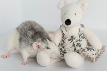 A cute decorative black and white rat sits next to a plush rat doll. Concept: year of the rat according to the Eastern calendar. Rat toy.