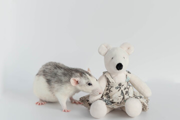 A cute decorative black and white rat sits next to a plush rat doll. Concept: year of the rat according to the Eastern calendar. Rat toy.