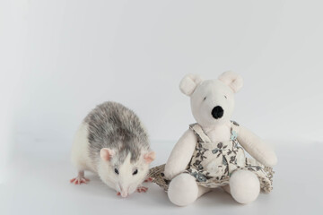A cute decorative black and white rat sits next to a plush rat doll. Concept: year of the rat according to the Eastern calendar. Rat toy.