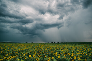 Storm over Sunflower Field